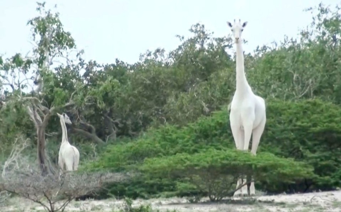 A handout image made available by the Ishaqbini Hirola Community Conservancy shows the rare white giraffe and her calf taken on May 31, 2017, in Garissa county in North Eastern Kenya. - Kenya's only female white giraffe and her calf have been killed by poachers, conservationists said on March 10, 2020, in a major blow for the rare animals found nowhere else in the world. The bodies of the two giraffes were found "in a skeletal state after being killed by armed poachers" in Garissa in eastern Kenya, the Ishaqbini Hirola Community Conservancy said in a statement. Their deaths leave just one remaining white giraffe alive -- a lone male, borne by the same slaughtered female, the conservancy said. (Photo by Handout / Caters News Agency / AFP)