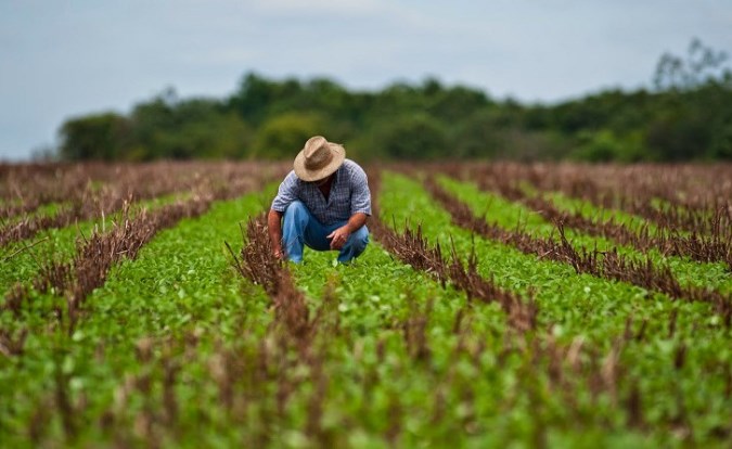 Agricultura foto Lampadia