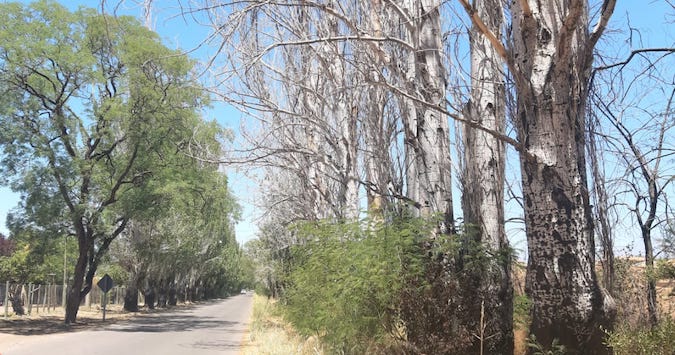 Los árboles mueren de pie” mientras los miramos indiferentes: solo les  falta un poco de agua - Diario El Cuco Digital todas las noticias del Valle  de Uco