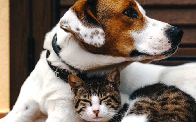 El jueves se otorgarán turnos en el Centro Veterinario de Eugenio Bustos. Foto ilustrativa.