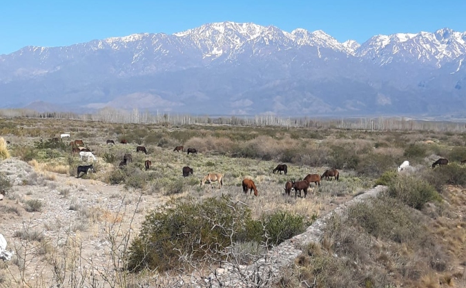Paisaje caballos, Valle de Uco.