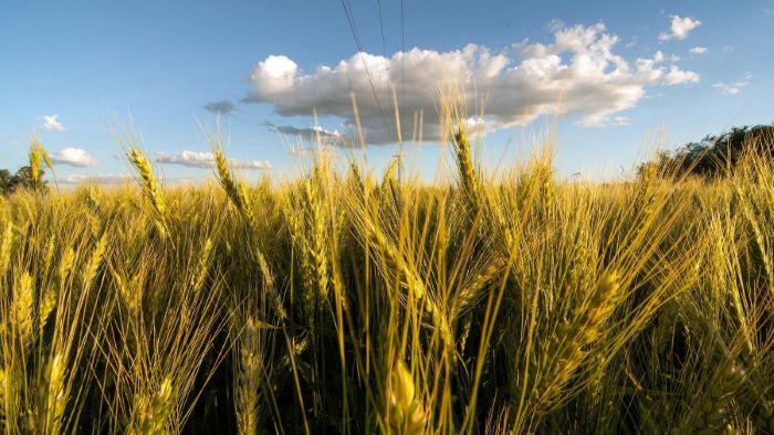 grano y cereales exportancion de Ucrania