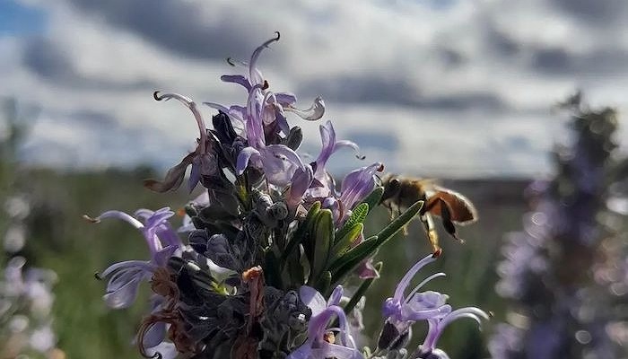 Foto del pronóstico: Romero en flor en Valle de Uco- Foto: Naty Schulze.