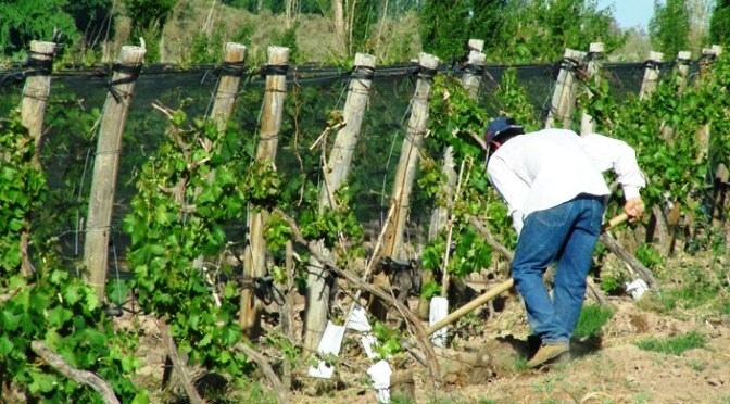 Productor trabajando-foto: Prensa Gobierno de Mendoza