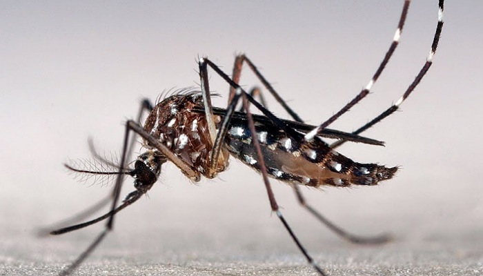 Picaduras De Insectos Y Arácnidos: Prevención Y Cuidados | Diario El ...