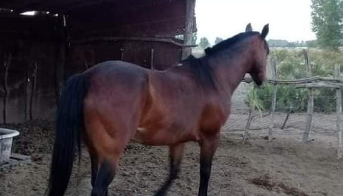 Fotografía del caballo