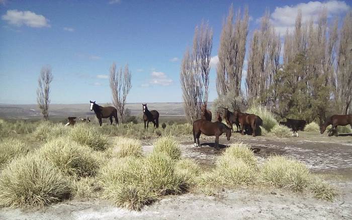 Puesto del Sur sancarlino - Foto gentileza Jere Moyano