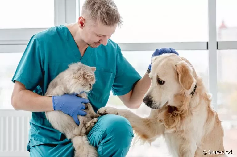 quais-sao-as-especialidades-da-medicina-veterinariajpg