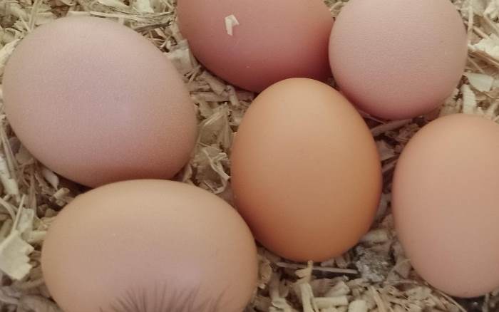 Huevos caseros - Foto El Cuco Digital