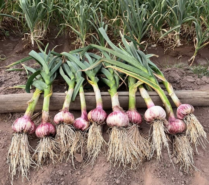 Muchos productores aún no definen el precio del ajo. Foto: El Cuco Digital.