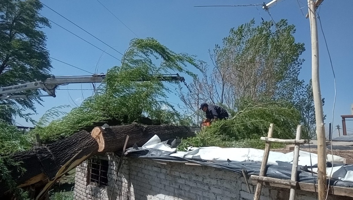 Árbol caído en San Carlos. Foto: gentileza Municipalidad de San Carlos.