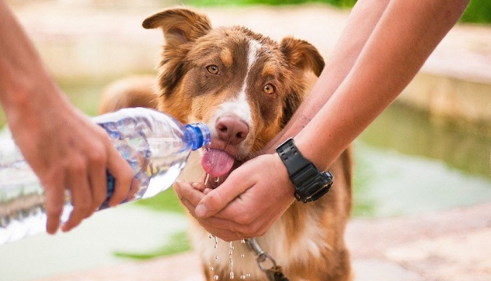 Cómo reconocer y evitar un golpe de calor en mascotas?