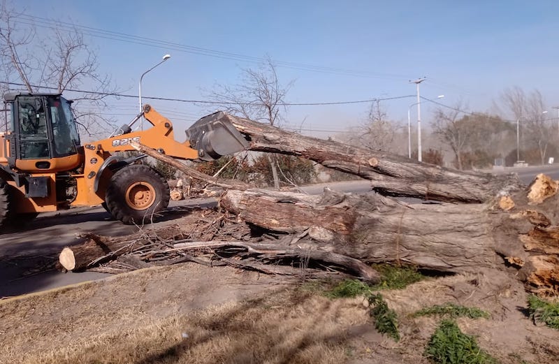 Se trabaja en el despeje de caminos obstruidos por árboles caídos.