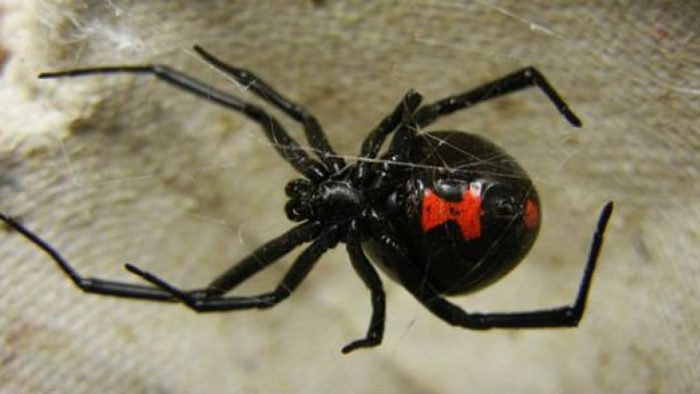 ARAÑA