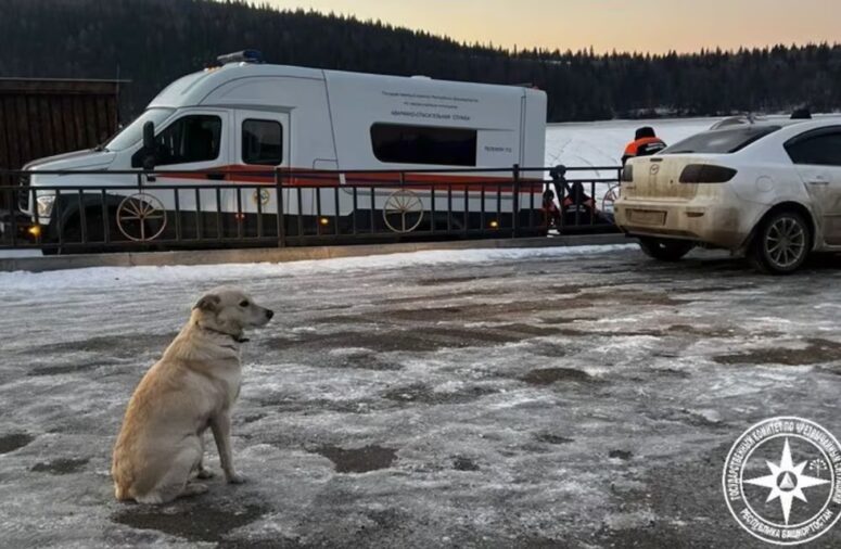 Belka la perrita Rusa