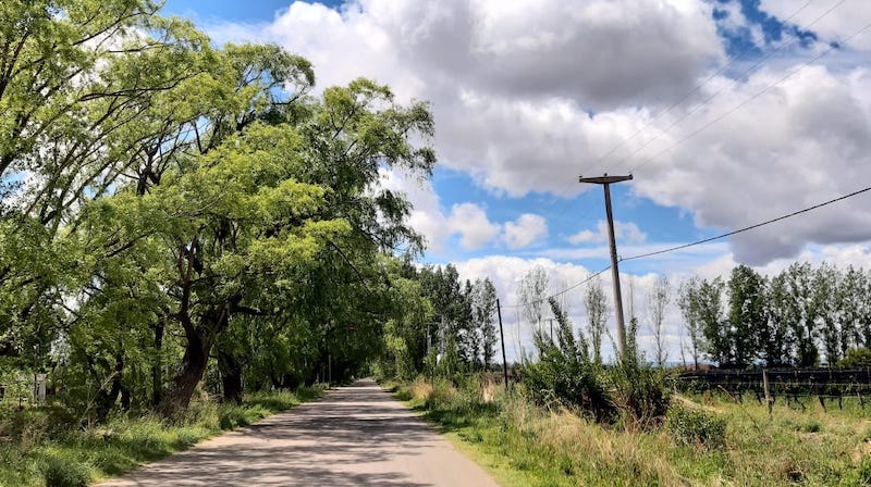 Calle de La Consulta: verde primavera en Valle de Uco