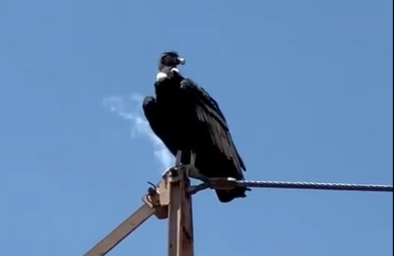 Cóndor en la zona de Los Chacayes.