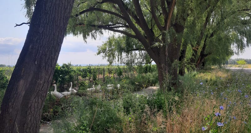 árboles, agua, viña y patos