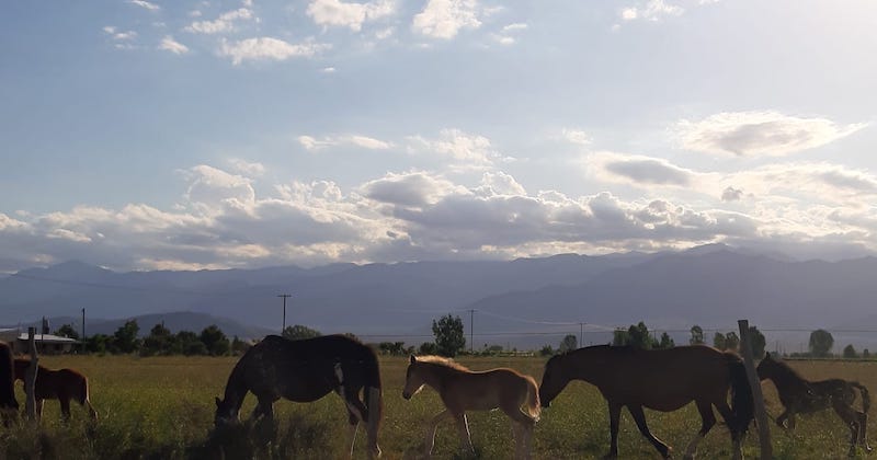 Paisaje de Valle de Uco.