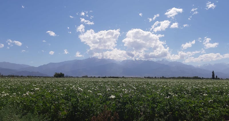 Plantación de papas en Valle de Uco.