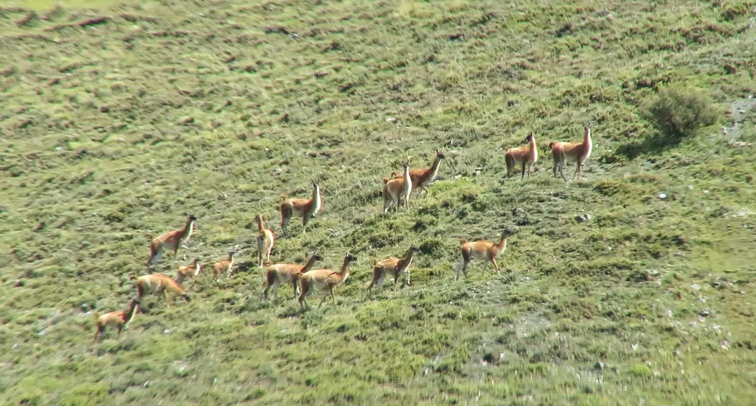 Guanacos1