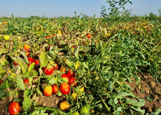 Tomate-en-campo